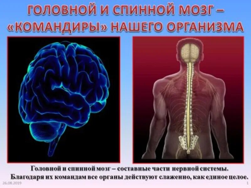 Презентации на тему мозга. Мозг и нервная система. Организм человека презентация. Нервная система презентация. Нервная система головной и спинной мозг.