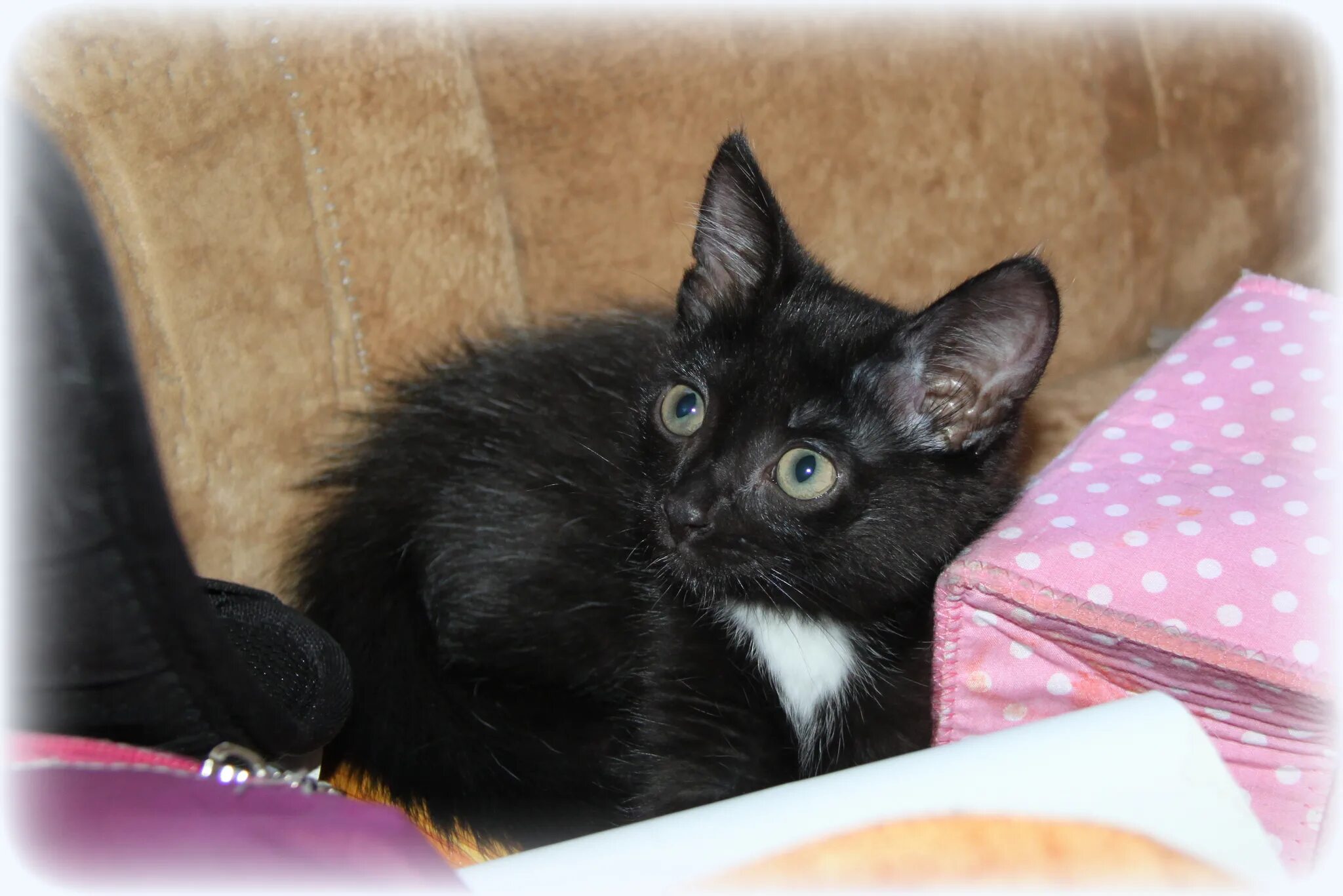 5 месяца. Черные гладкошерстные котята 1 месяц. Сибирский котенок 2 месяца черепахового окраса. Котенок девочка 2 месяца. Отдам котика в добрые руки.