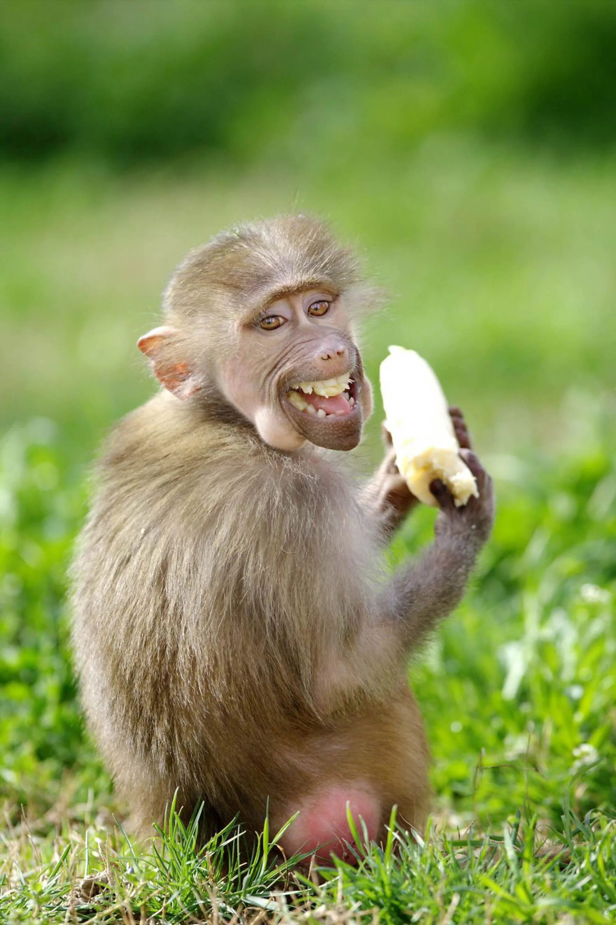 Самая смешная картинка прикол. Смешные животные. Смешные обезьяны. Смешные звери. Смешная мартышка.
