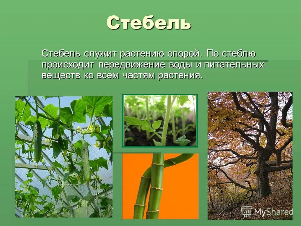 вода поступает в листья по из а углекислый газ. по стеблю высотой 1 м ползёт гусеница. по стеблю растения высота которого 1 метр от земли ползет. по стеблю растения, высота которого 1м, от земли. сосудистые пучки соединяют корневую систему с листьями.