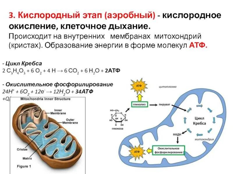 Анаэробное окисление атф. Этапы кислородного окисления цикл Кребса. Цикл Кребса и этапы клеточного дыхания. Гликолиз этап клеточного дыхания. Митохондрия цикл Кребса ЕГЭ.