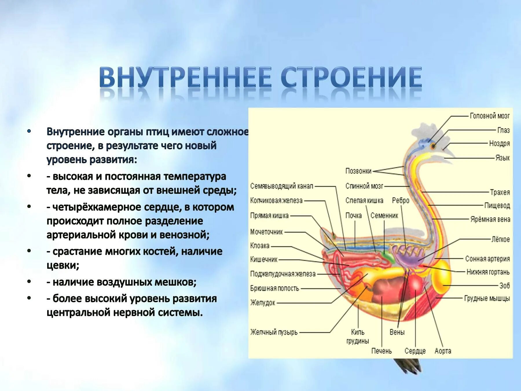 Особенности строения внутренних систем органов птиц. Внутренне строение пищеварительной системы. Схема строения органов пищеварения птицы. Пищеварительная система курицы анатомия.