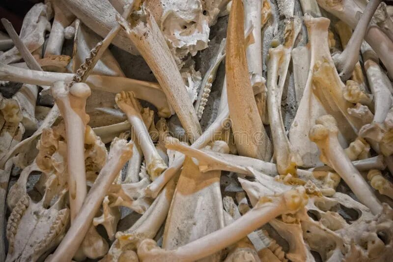 Animal Bones Изображения: просматривайте стоковые фотографии, векторные изображе