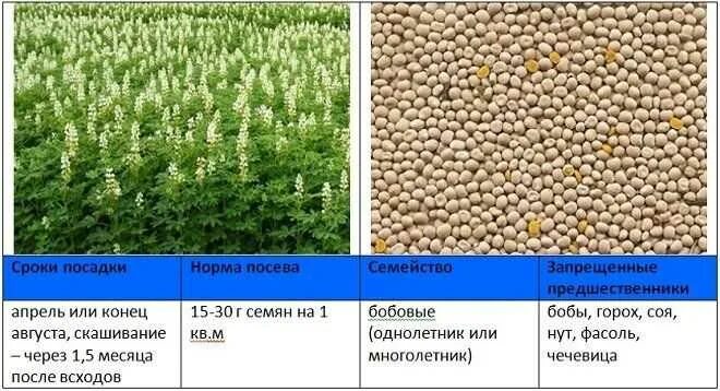 Можно ли сажать горох после гороха. Норма высева люпина на сидерат. Люпин семена сидерат. Норма высева сидератов. Люпин белый сидерат.