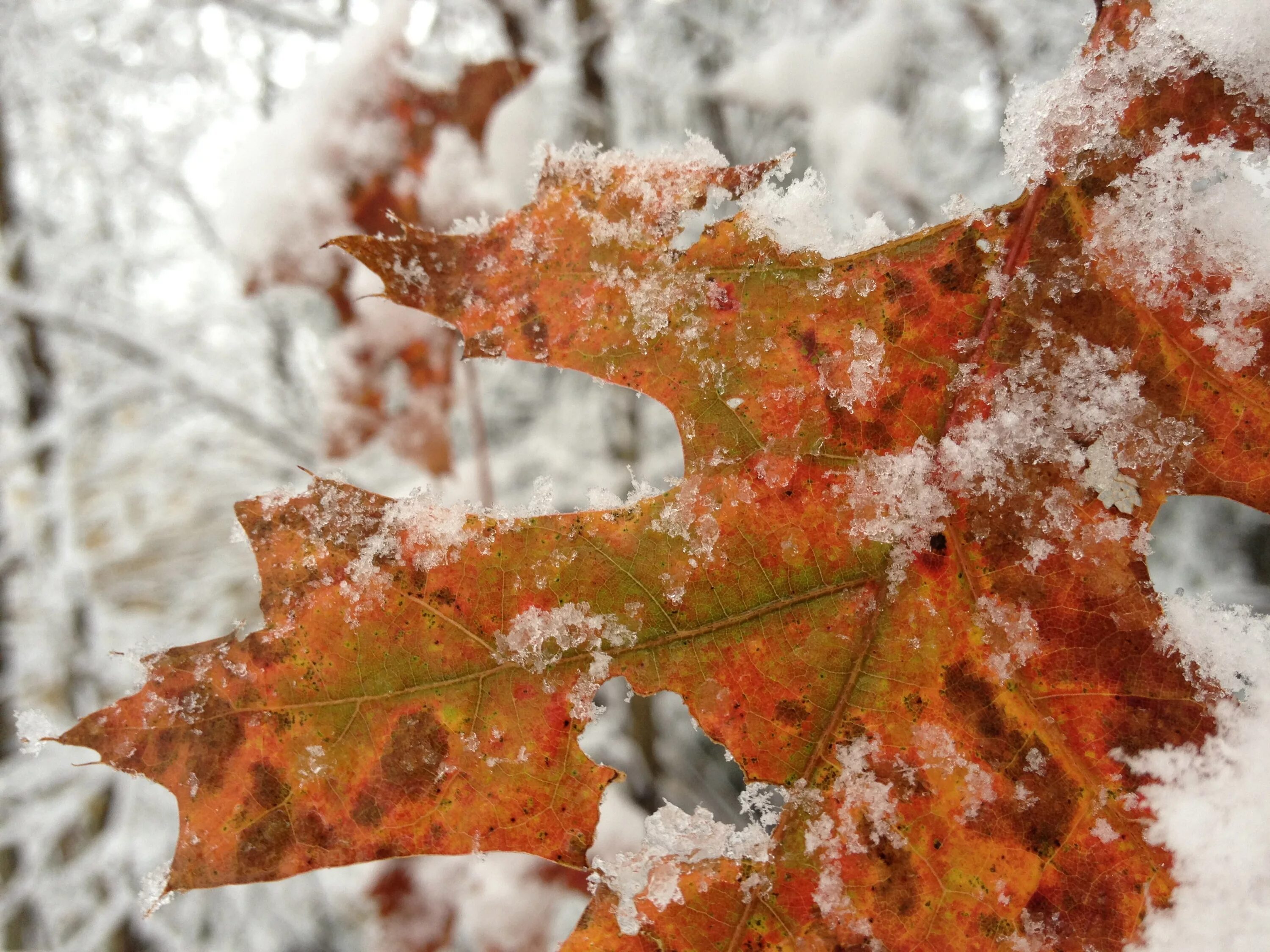 Snow leaf