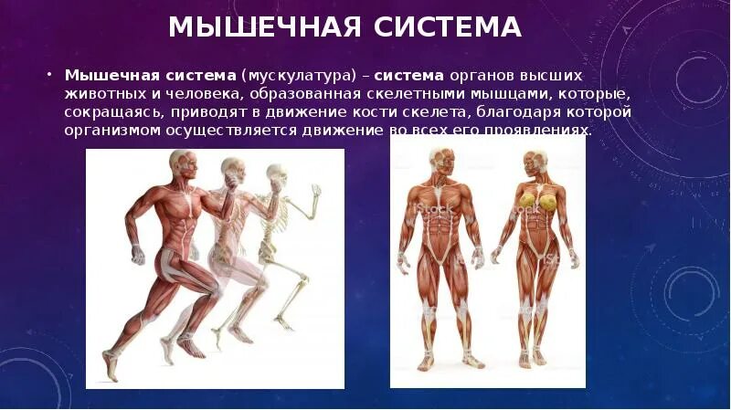 Мышечная система какие органы входят. Мышечная система. Мышечная система человека кратко. Строение и функции мышечной системы человека. Мышечная система человека презентация.