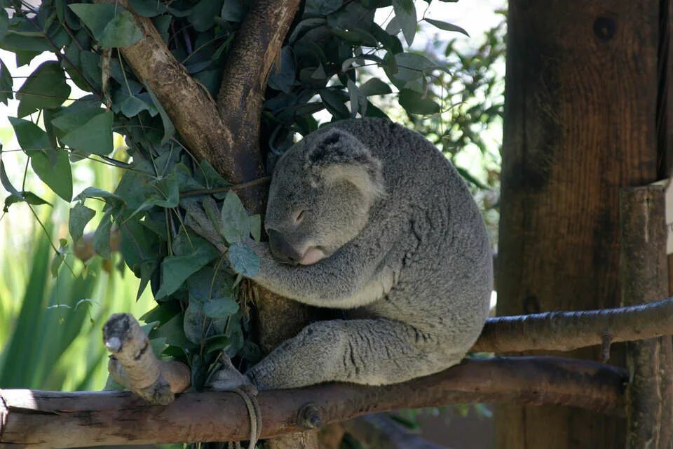 Когти коалы. Лапа коалы. Искусственные лианы для коал в Австралии. Коала в доме.