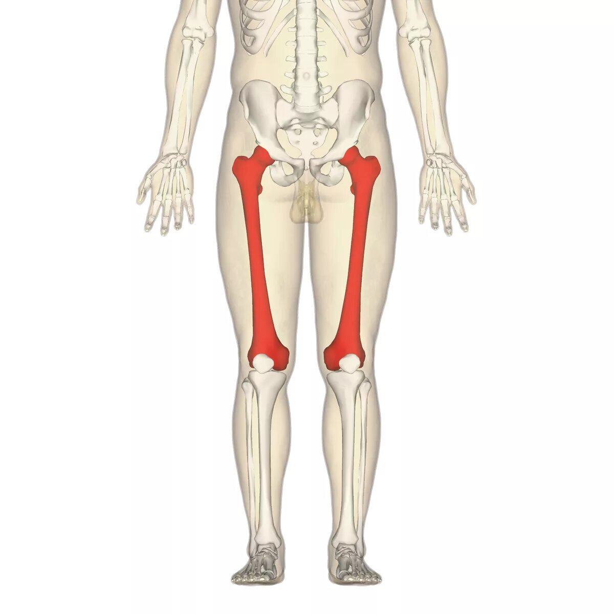Кость где бедро. Скелет бедренной кости. Бедренная кость человека. Скелет человека бедро. Кость бедра человека.