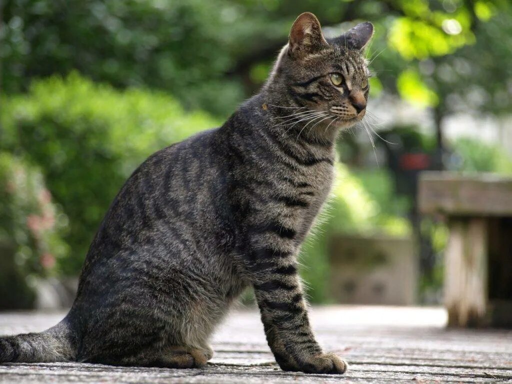 Кошка кошачий. Европейская короткошерстная кошка серая. Полосатый кот беспородный. Полосатые кошки беспородные. Кошка серая короткошерстная беспородная.