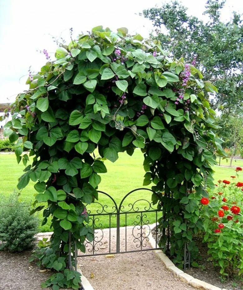Аристолохия кирказон крупнолистная. Вьющиеся растения для сада. Пергола увитая плющом. Роуз гарден плетистая. Вьющиеся растения для сада.
