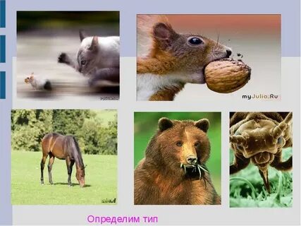 Распознай животные