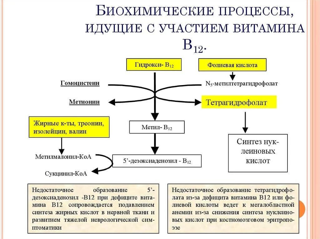 Дефицит витаминов b12 анемия. Метаболизм витамина б. Витамин б12 биохимические функции. Схема обмена витамина б12. Синтез фолиевой кислоты схема.