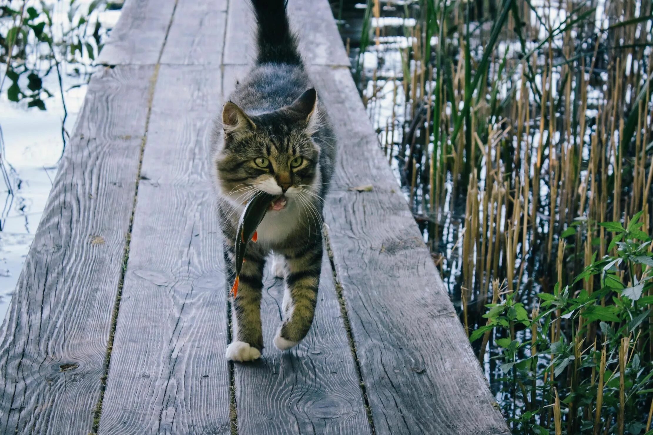 Кот добыча. Кот Рыбак. Кошка на природе. Деревенские коты. Кошка ловит рыбу.
