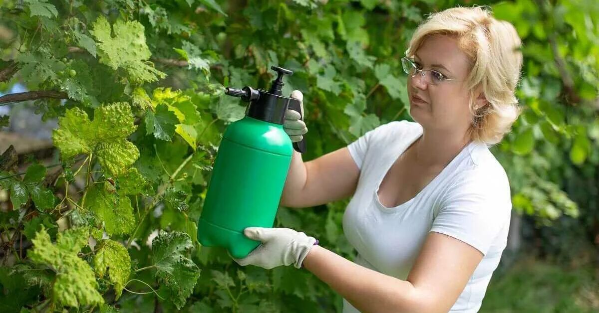 Опрыскивание по зеленому конусу. Опрыскивание винограда. Опрыскивание деревьев. Опрыскивание виноградников. Опрыскивание обработка винограда.