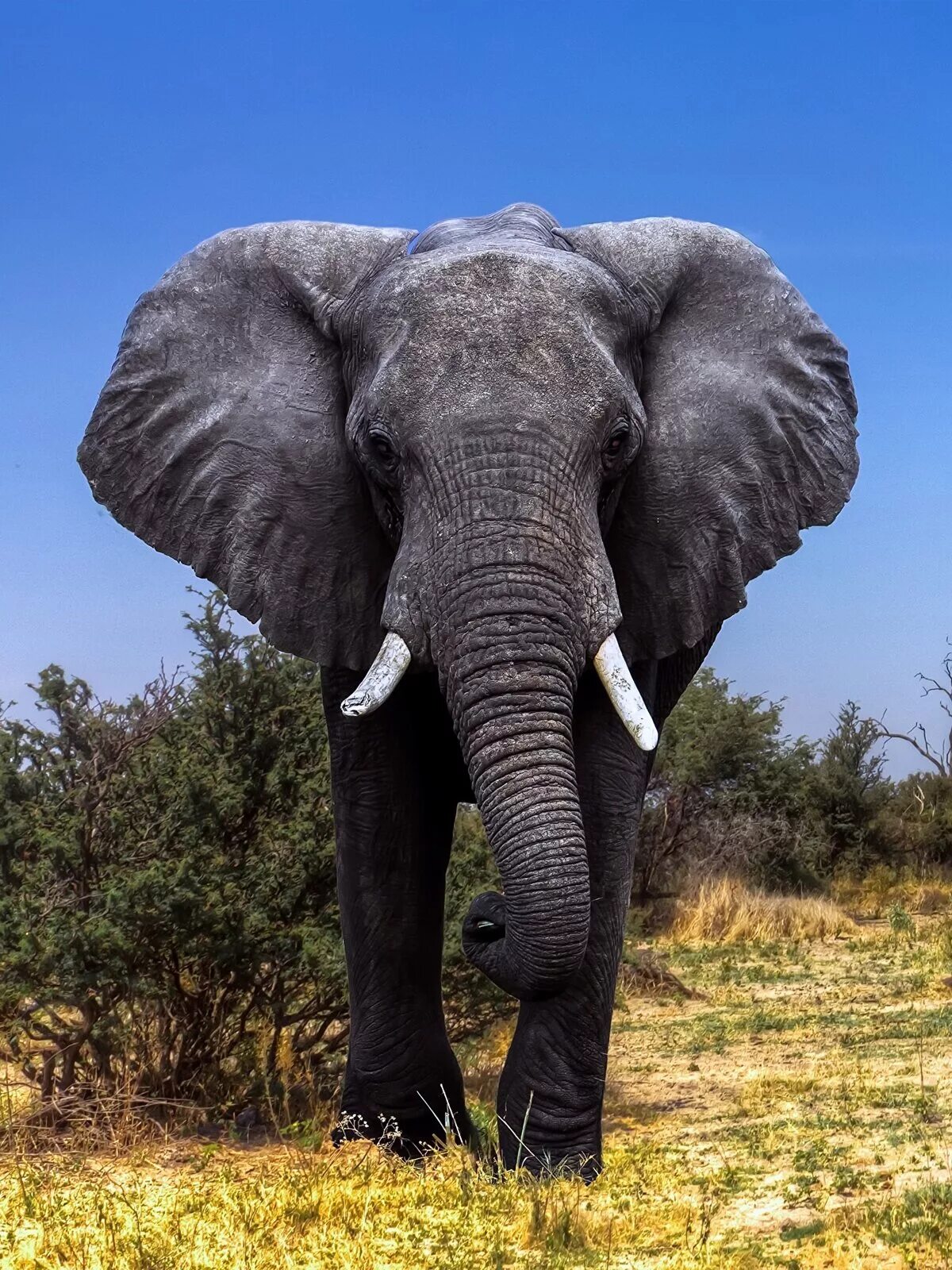 Саванный Африканский слон Африки. Африканский кустарниковый слон. Африканский саванский слон. 4. Африканский саванный слон.