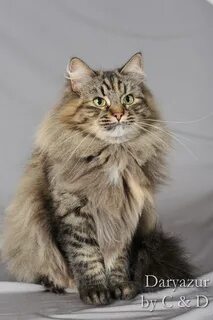 Вес сибирских котят