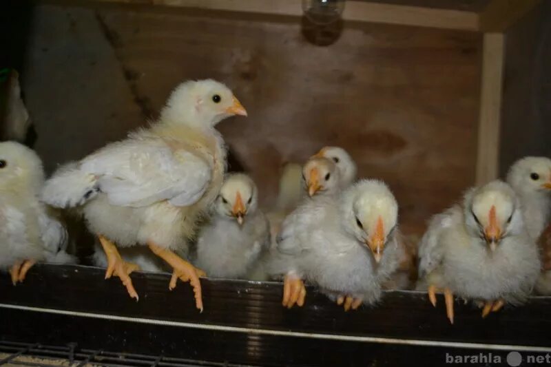 Адлерская серебристая цыплята суточные. Адлерская серебристая цыплята 2 месяца. Цыплята кур Адлерская серебристая. Серебристые Адлеровские цыплята. Цыплята адлерская серебристая