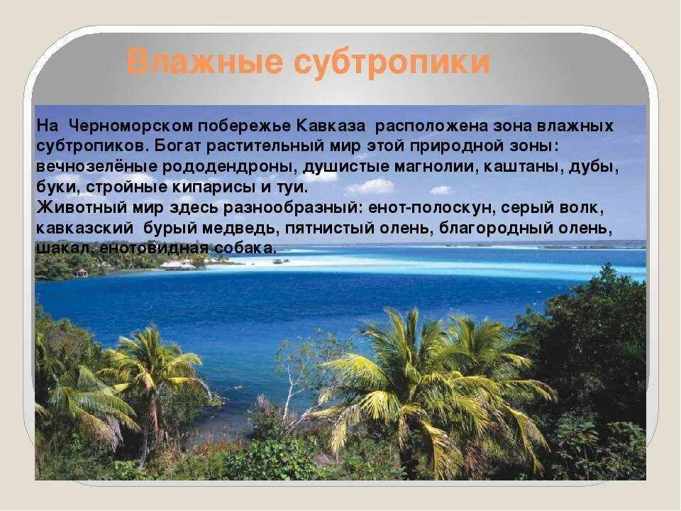 Климат субтропиков Черноморского побережья. Климат субтропиков Черноморского побережья России. Субтропический океанический климат. Субтропики доклад. Субтропики 8 класс презентация полярная звезда