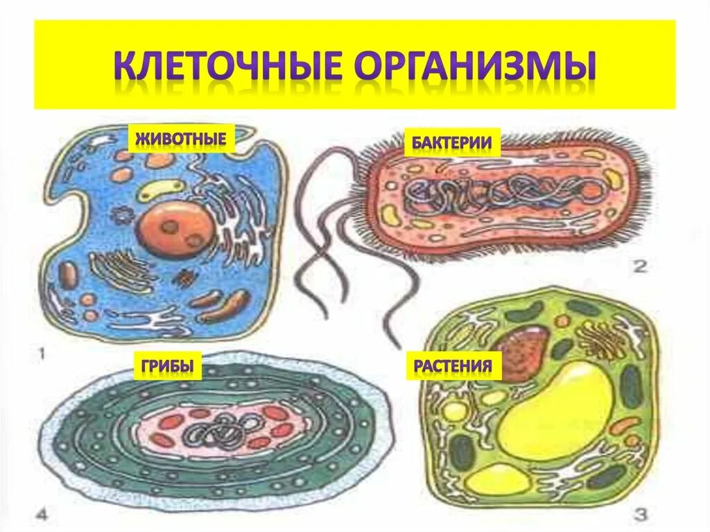Значение живой клетки. Клетка живого организма. Строение клетки живого организма. Клетки различных организмов. Клеточное строение живых организмов.
