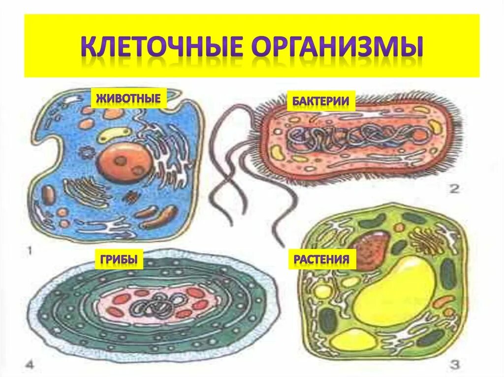 Клетка организма рисунок