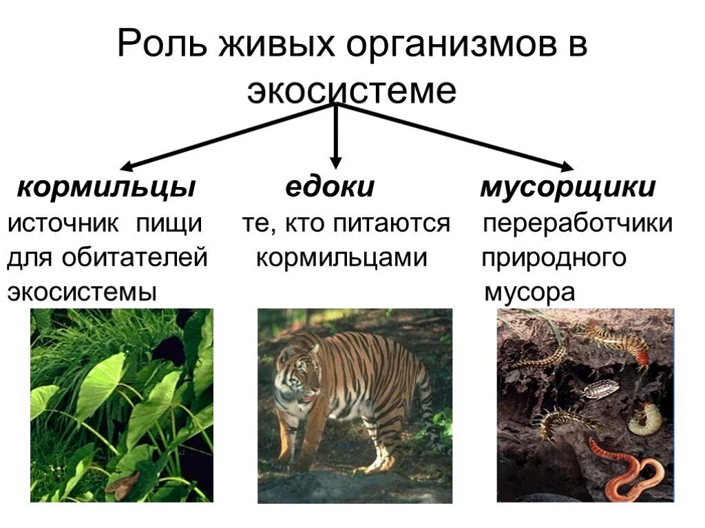 Какие типы организмов играют основную роль. Роль живых организмов в экосистеме. Кормильцы едоки мусорщики. Роль живых организмов в биогеоценозе. Рль организмовв эуосистеме.