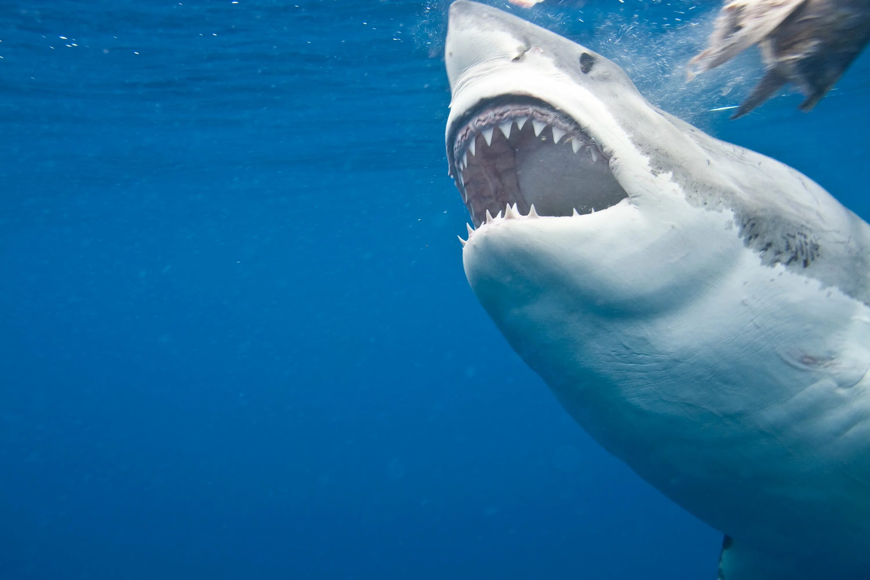 Акула открывает рот. Carcharodon carcharias. Большая белая акула. Белая акула с открытой пастью.
