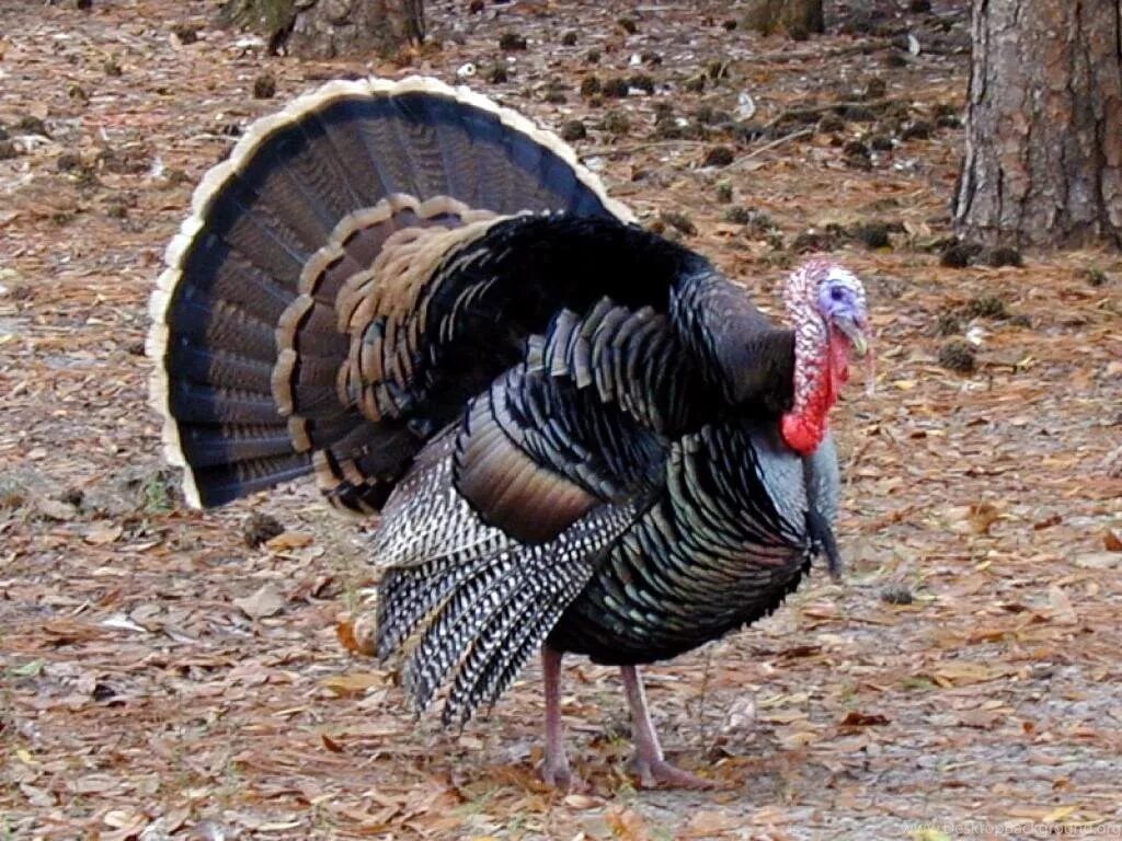 Turkey video. Wild Turkey индюк. Индюк индюшка и индюшонок. Индейка обыкновенная meleagris gallopavo. Курообразные индюк.