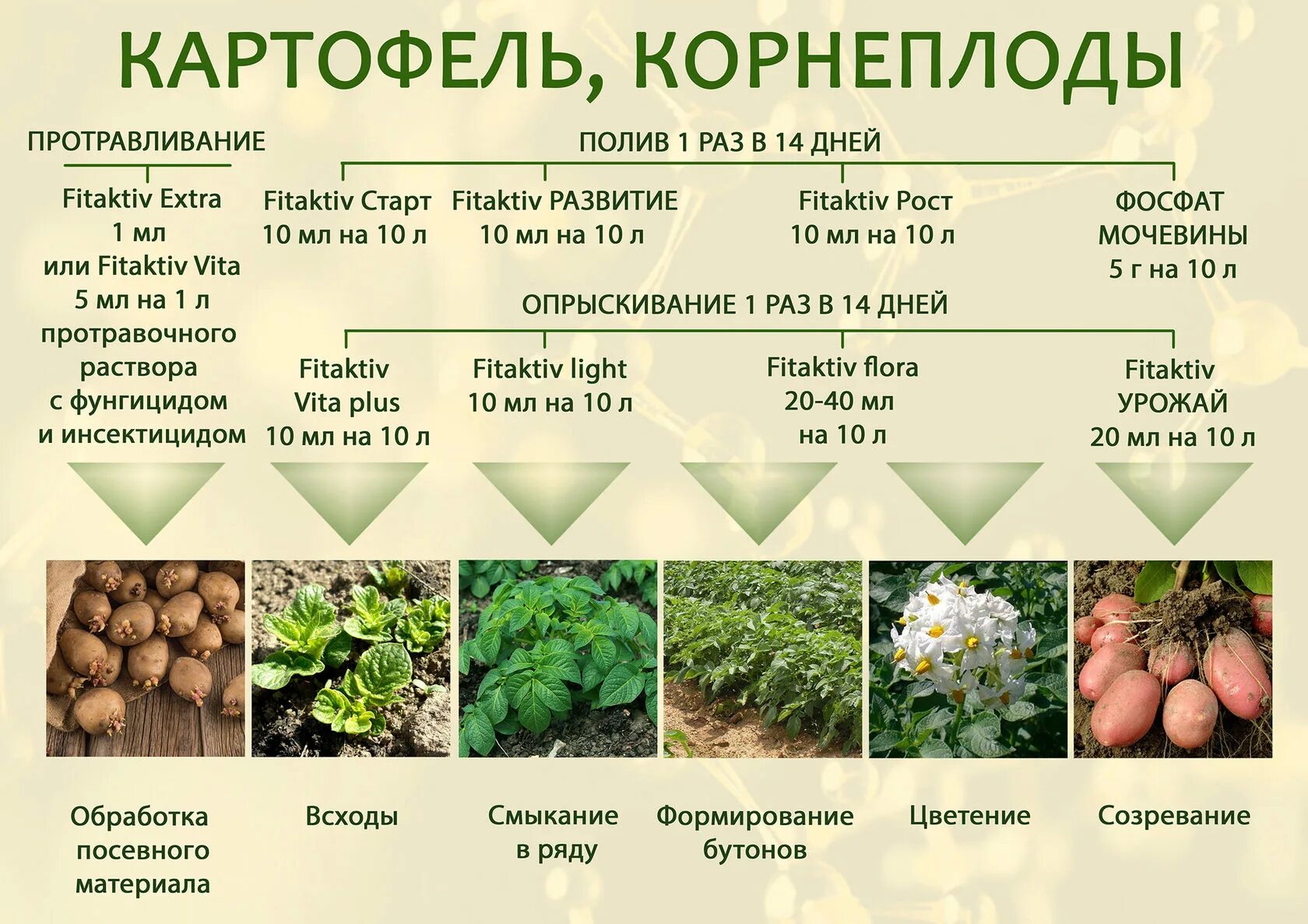 Картофель и корнеплоды. Картошка это корнеплод. Картофель корнеплод или нет. Картофель это корнеплод или. Что потребляют в пищу у картофеля