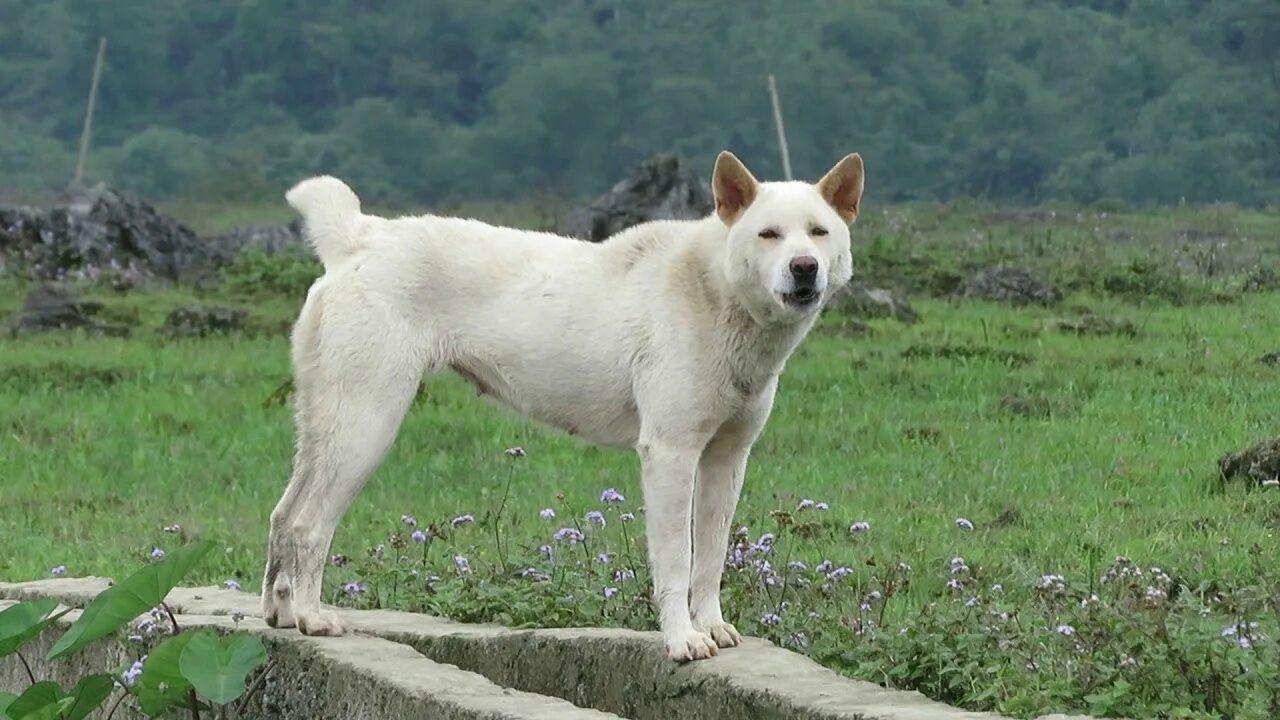 Хмонги собака. Порода куцехвостый хмонг. Порода собак хмонг. Вьетнамская порода собак хмонг. Вьетнамский куцехвостый хмонг.