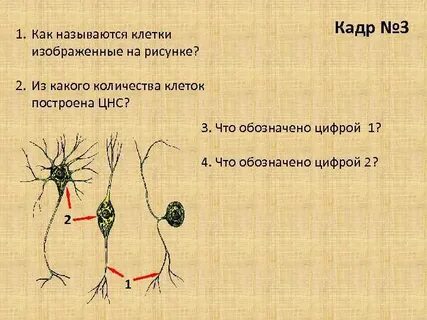 Какой ткани относится изображенный клетки