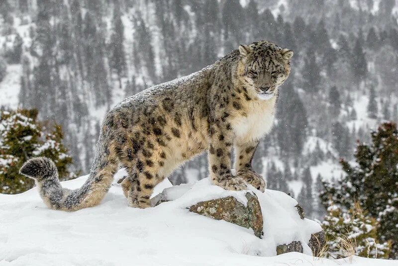 Snow leopard 2