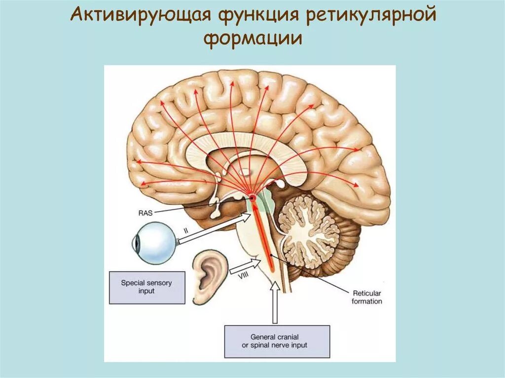 Ретикулярная формация головного мозга. Ретикулярная формация ствола головного мозга. Ретикулярные ядра ствола мозга. Ретикулярная формация функции.