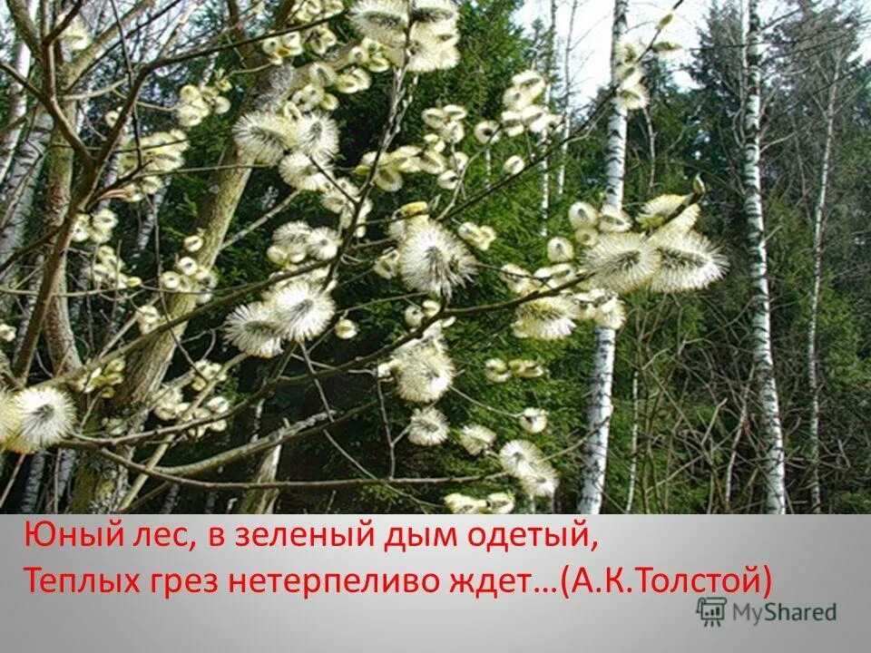 молодой лес. сосновый бор и березовая роща эстетика. юный лес в зеленый дым одетый. юный зеленый лес. юный лес в зелёный дым одетый.