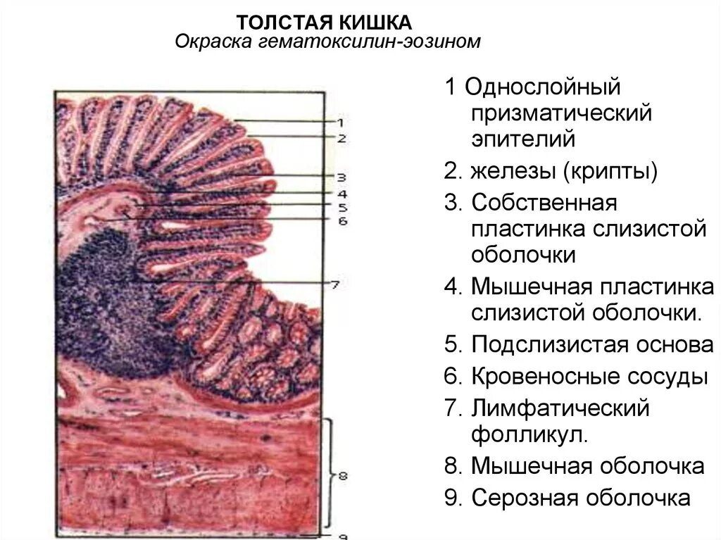 Слизистый слой кишки. Толстый кишечник гистология препарат. Кишечный эпителий толстой кишки?. Строение эпителия Толстого кишечника. Строение слизистой оболочки кишки гистология.