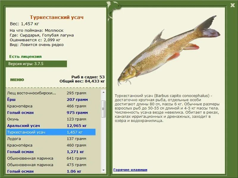 Какую рыбу можно ловить. Русская рыбалка 3 1 ганг серебряный махсир. Размеры рыб. Рыбы Амударьи. Усач рыба на что ловить.