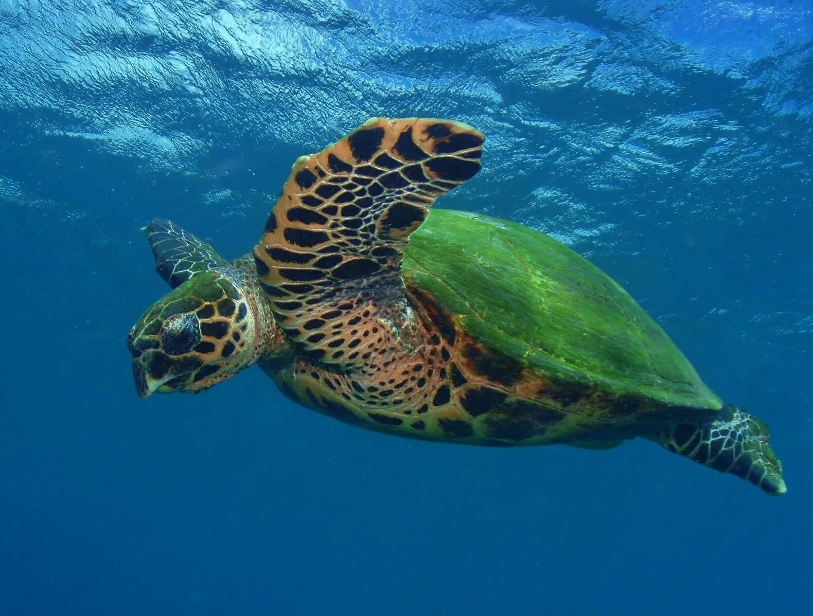 Какой группе морских обитателей относится морская черепаха. Морская черепаха бисса. Морская черепаха бисса настоящая Каретта. Морская черепаха Хоксбилла. Зелёная черепаха и бисса.