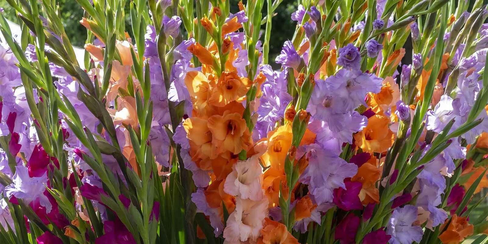 Гладиолусы весной. Выкопка луковиц гладиолусов. Гладиолус крим перфекшн. Гладиолус пинк пэррот. Гладиолус кэрлесс.