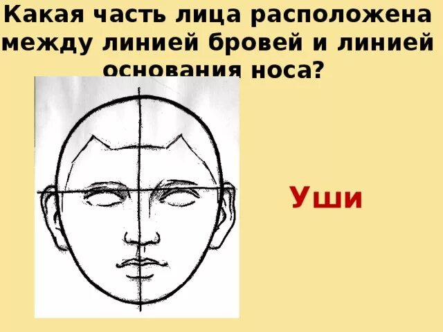 Найдутся какое лицо. Пропорции лица человека 6 класс изо. Изо 6 класс пропорции лица человека и головы человека. Пропорции лица 6 класс. Пропорции лица для рисования.