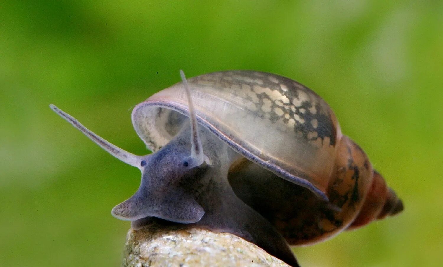 Брюхоногие моллюски прудовик. Физа пузырчатая Physa fontinalis. Аквариумная улитка Мариза. Ушастый прудовик. Прудовик пресноводный