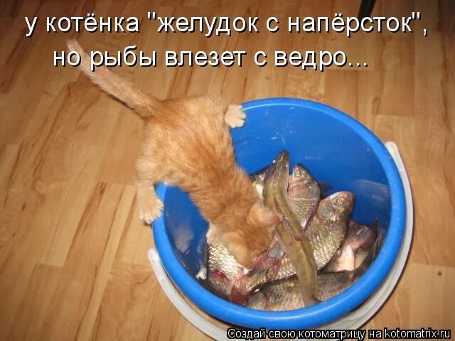 коты рыбы. почему после рыбы хочется пить. кот висит на рыбе.