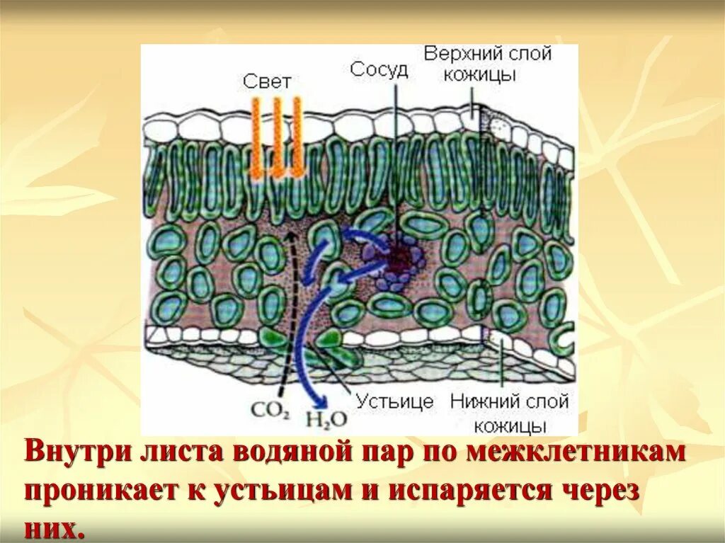 Устьица транспирация. Участие устьиц в газообмене и испарении воды биология 6 класс. Участие устьиц в газообмене. Испарение воды листьями. Испарение воды и газообмен в листьях.