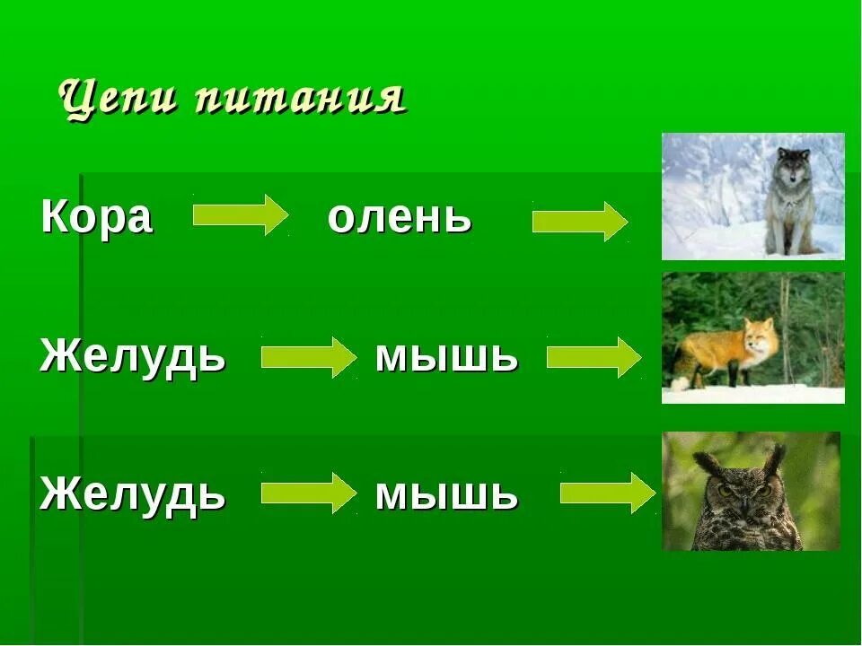 Цепи питания характерные для лесного сообщества. Схема цепи питания характерной для тайги. Цепь питания леса. Лесная цепочка питания. Составить цепи питания 3 класс окружающий