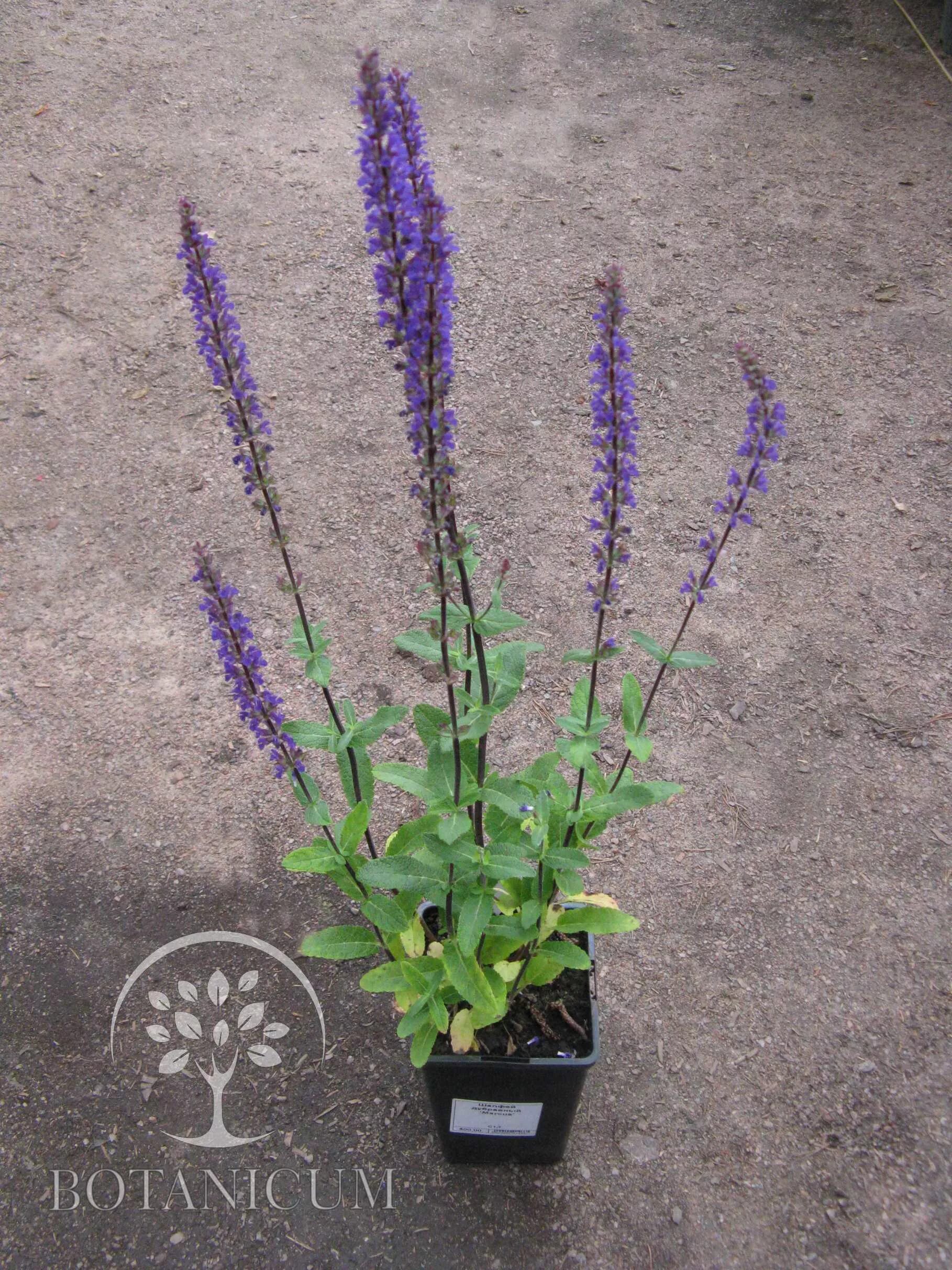 шалфей луговой медонос. шалфей дубравный карадонна. шалфей дубравный сальвия. шалфей карадонна семена. шалфей дубравный семена.