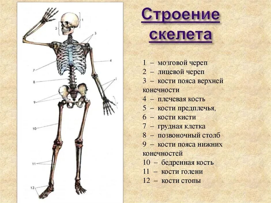 Основные части скелета. Отделы скелета строение кости. Скелет череп туловище верхняя конечность нижняя. 1. Общее строение скелета человека. Отделы скелета..