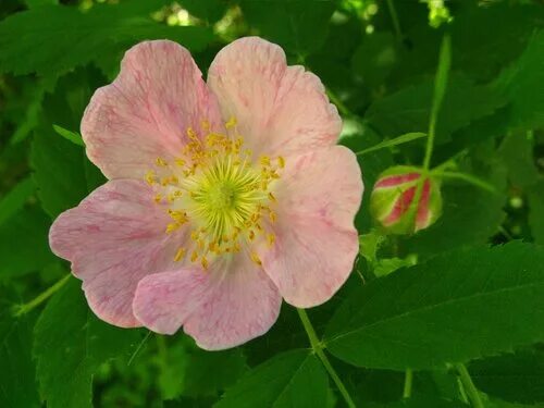 шиповник обыкновенный куст. растения индикаторы кислотности почвы. шиповник дальневосточный. кизильник даммера 'coral beauty'. шиповник и крыжовник разница.