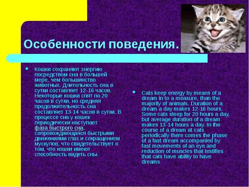 Некоторые особенности о которых. Поведение кошек. особенности поведения кошек. характеристика кошки. интересные факты о поведении кошек.