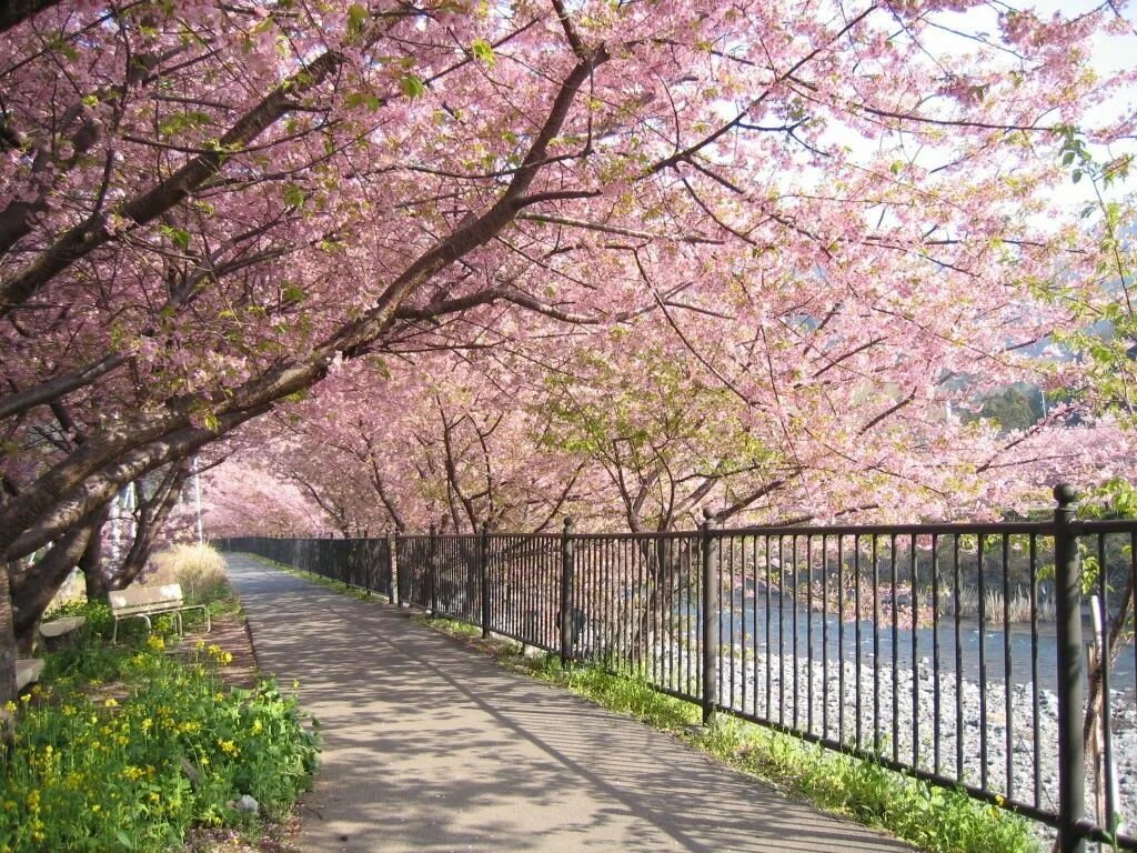 Сакура 6. Сеул Сакура. Сеул Южная Корея Сакура. Сакура черри блоссом дерево. Сакура цветет.