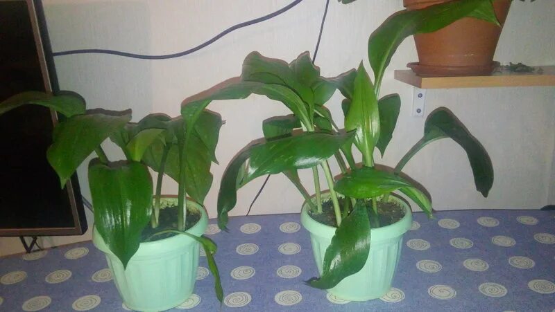 эухарис грандифлора. эухарис какой грунт. эухарис амазонский почва. спатифиллум эухарис. эухарис цветок в горшке.