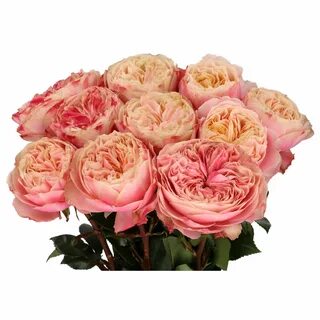 Classic rose