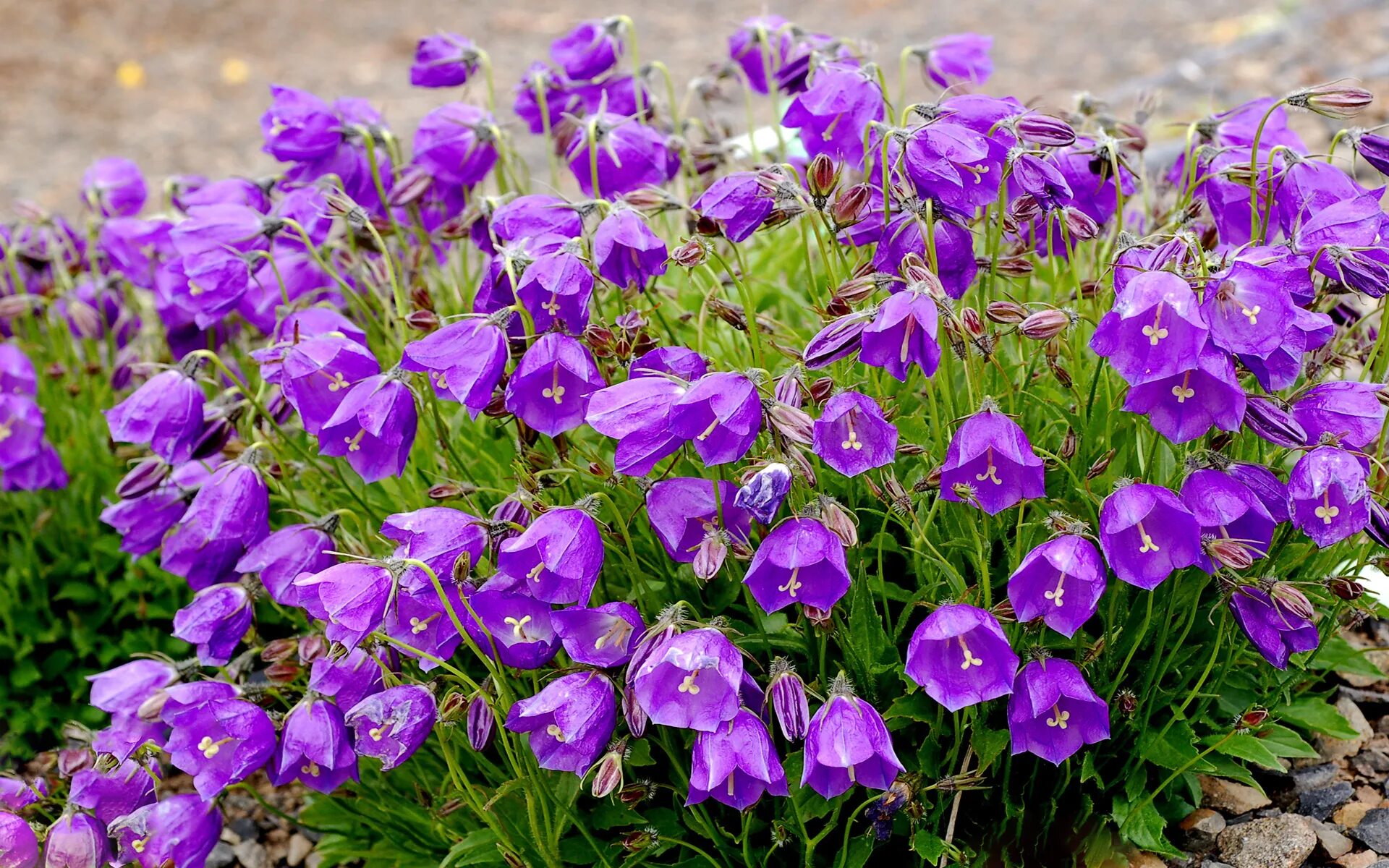 Колокольчик Кампанула. Колокольчик Campanula. Кампанула Блауранка.